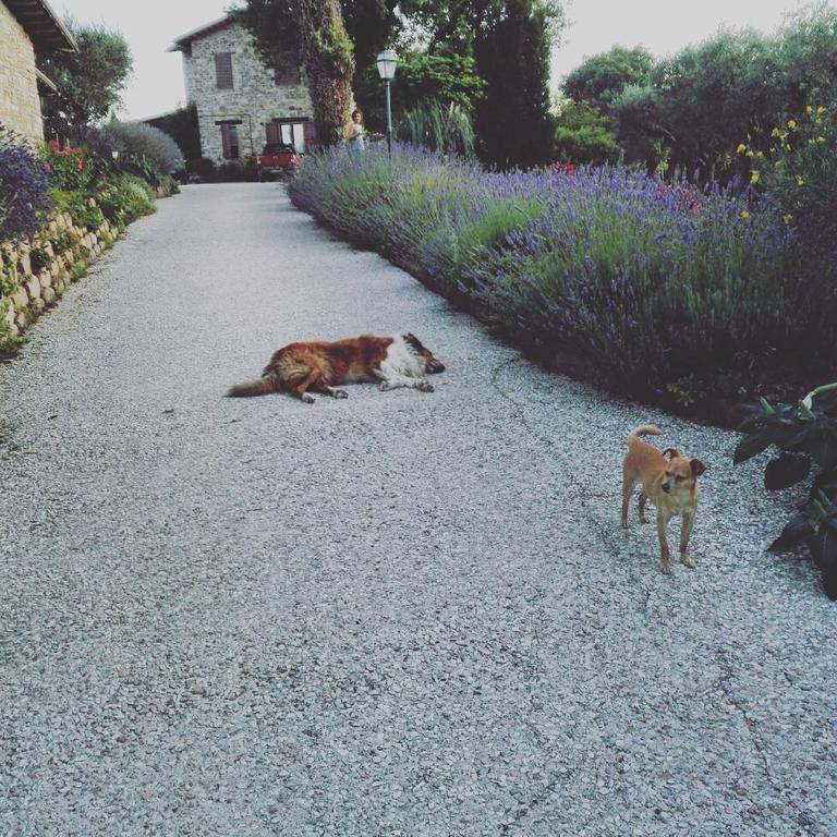 Casale Il Cerqueto Bed & Breakfast San Severino Marche Luaran gambar